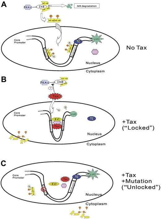Figure 7. Model of Tax-induced SHP-1 P2 promoter silencing (TIPS). In the absence of Tax (A), PKA (protein kinase A) phosphorylates IκB and leads to IκB degradation. NF-κB is released and subsequently phosphorylated and dimerized. The dimerized NF-κB translocates into the nucleus, binds to the NF-κB motifs on the promoter, and is further acetylated by CBP/p300. RNA polymerase II (RNAP II) is recruited to the promoter to form a transcriptional complex (TC). The SHP-1 P2 promoter is thus activated and generates luciferase activity. The presence of Tax (B) serves to recruit HDAC1, and probably other inhibitory molecules onto the SHP-1 P2 promoter to form an inhibitory complex (IC) at the sequence within or surrounding the 2 NF-κB motifs. Tax-associated HDAC1 also deacetylates NF-κB, and reduces the binding of NF-κB on Tax and its association with P2 promoter. The promoter is converted into a “locked” pattern and is therefore silenced. Moreover, inhibition of PKA-induced IκB phosphorylation and degradation may also occur in the presence of Tax, which prevents NF-κB from being activated. On the other hand, mutation of either NF-κB motif (only one is illustrated) will prevent Tax-IC complex formation (C), and the promoter is opened in an “unlocked” position thereby leading to a loss of TIPS effect.
