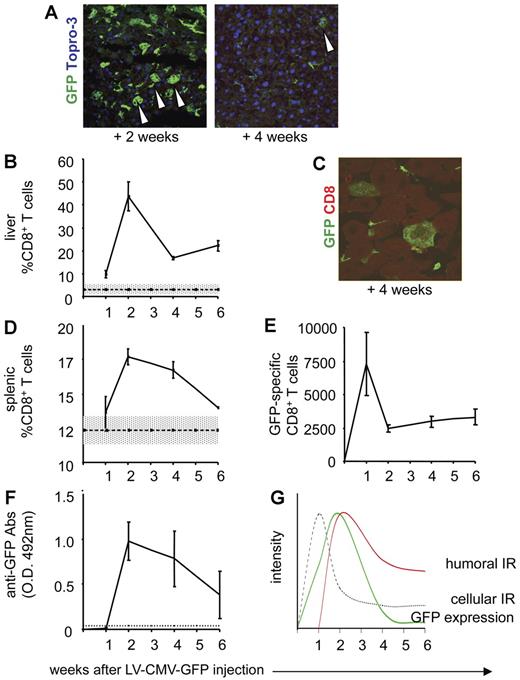 Figure 1. Characterization of the anti-GFP immune response in C57BL/6 mice injected with LV-CMV-GFP. C57BL/6 mice were injected with LV-CMV-GFP and were killed 1, 2, 4, and 6 weeks after injection. Liver sections from C57BL/6 mice were analyzed by confocal microscopy, after immunostaining for GFP (green) and Topro-3 (blue), 2 weeks (A, left panel) and 4 weeks (A, right panel) after LV administration. Original magnification, × 400. (B) CD8+ T cells infiltrating the liver of LV-CMV-GFP–injected mice were detected by FACS after mechanical destruction of the tissue. Data are expressed as average of percentage of CD8+ T cells gated on lymphocytes (± SD). One representative experiment of 6 is presented (3 animals per group per experiment). Dotted line represents the average of CD8+ T cells detected in livers of vehicle-injected mice (± SD, gray area) (n = 8). (C) CD8+ T cells infiltrating the liver of C57BL/6 mice killed at 4 weeks after LV-CMV-GFP injection were detected by confocal immunofluorescence analysis of liver sections immunostained with anti-GFP (green) and anti-CD8 (red) mAbs. The image is representative of 15 images analyzed from tissues of 2 mice. Original magnification, × 1000. (D) CD8+ T cells in the spleen of LV-CMV-GFP–injected mice were detected by FACS. Data are expressed as average of percentage of CD8+ T cells gated on lymphocytes (± SD). One representative experiment of 6 is presented (3 animals per group per experiment). Dotted line represents average of CD8+ T cells detected in spleens of vehicle-injected mice (n = 8) (± SD, gray area). (E) GFP-specific IFN-γ–producing CD8+ T cells present in the spleen of LV-CMV-GFP–injected mice were counted by ELISPOT. Data are expressed as average of CD8+ GFP-specific T cells of 1 × 106 total CD8+ T cells (± SD). One representative experiment of 6 is presented (3 animals per group per experiment). (F) GFP-specific antibodies present in the sera of LV-CMV-GFP–injected mice were measured by ELISA. Absorbance of 1:10 000 dilution are shown as average (± SD). One representative experiment of 6 is presented (3 animals per group per experiment). Dotted line represents the cut off, which was calculated as average OD of vehicle-injected mice (± 3 SD). Based on the experimental data, (G) depicts the kinetics of GFP expression in immunocompetent mice after LV-CMV-GFP injection (green solid line). As soon as 1 week after LV injection, the anti-GFP cellular immune response takes place (gray dotted line) followed by the humoral immune response (red solid line), which mediates clearance of GFP+ cells 6 weeks after vector administration.