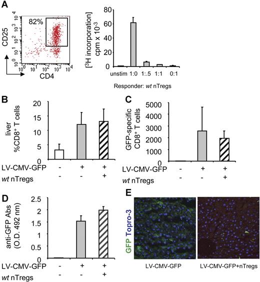 Figure 2. The anti-GFP immune response in mice coinjected with LV-CMV-GFP and syngeneic wt nTregs. nTregs isolated from spleens of syngeneic wt C57BL/6 mice were sorted by magnetic beads, and (A, left panel) FACS profile of purified CD4+CD25+ T cells is shown (nTregs purity 82%). (A, right panel) nTregs' suppressive capacity was tested in vitro in coculture assay with CD4+CD25− responder T cells stimulated with anti-CD3 mAb. (B) C57BL/6 mice were injected with 2 × 106 purified nTregs the day before LV-CMV-GFP injection. Four weeks after injection, the anti-GFP immune response was analyzed in mice injected with vehicle (□), LV-CMV-GFP (▒), or LV-CMV-GFP + wt nTregs (▨). CD8+ T cells infiltrating the liver were detected by FACS after mechanical destruction of the tissue. (C) GFP-specific IFN-γ–producing CD8+ T cells present in the spleen were counted by ELISPOT. (D) GFP-specific antibodies present in the sera diluted 10 000-fold were measured by ELISA. Data are expressed as average (± SD). One representative experiment of 3 is presented (3 animals per group per experiment). (E) Liver sections were analyzed by confocal microscopy after immunostaining for GFP (green) and Topro-3 (blue).