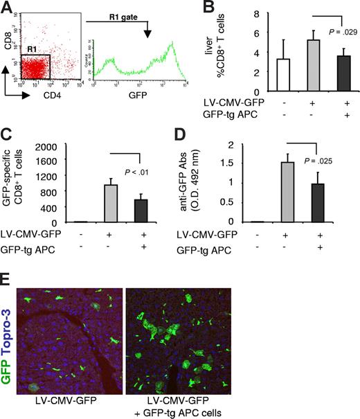 Figure 4. The anti-GFP immune response in mice coinjected with LV-CMV-GFP and GFP-tg APCs. (A) Splenic APCs were isolated from GFP-tg mice, and the FACS profile is shown. (B) C57BL/6 mice were injected with 15 × 106 GFP-tg APCs the day before LV-CMV-GFP injection. Four weeks after injection, the anti-GFP immune response was analyzed in mice injected with vehicle (□), LV-CMV-GFP (▒), or LV-CMV-GFP + GFP-tg APCs (■). CD8+ T cells infiltrating the liver were detected by FACS after mechanical destruction of the tissue. (C) GFP-specific IFN-γ–producing CD8+ T cells present in the spleen were counted by ELISPOT. (D) GFP-specific antibodies present in the sera diluted 10 000-fold were measured by ELISA. Data are expressed as average (± SD). One representative experiment of 2 is presented (3 animals in the control group, which is the same included in Figure 3; and 5 animals in the other groups). (E) Liver sections were analyzed by confocal microscopy after immunostaining for GFP (green) and Topro-3 (blue).