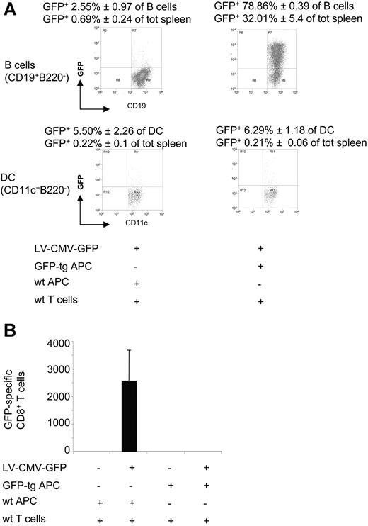 Figure 6. The cellular immune response to GFP in SCID mice injected with LV-CMV-GFP previously immune-reconstituted. C57BL/6-SCID mice were immune-reconstituted with 16.5 × 106 wt T cells (wt CD90+) and 33.5 × 106 wt APCs or GFP-tg APCs (wt or GFP-tg CD90−) and injected with LV-CMV-GFP the day after. Two weeks after injection, mice were killed and splenocytes analyzed. (A) The presence of GFP+ APCs was investigated by FACS within the B-cell (B220+CD19+) (top dot plots) and the DC (CD11c+B220−) (bottom dot plots) subsets. One representative dot plot analysis is presented. (B) GFP-specific IFN-γ–producing CD8+ T cells present in the spleen were counted by ELISPOT. Data are expressed as average (± SD). One representative experiment of 2 is presented (3 animals per group per experiment).