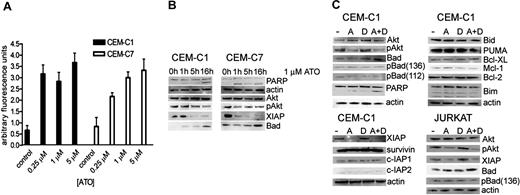 Figure 2. ATO treatment induces ROS production and dephosphorylation of Akt, which is associated with an increase of Bad and decrease of XIAP. (A) ROS generation in CEM-C1 and -C7 was quantified by fluorometry with varying concentrations of ATO as indicated. Values of 3 experiments are shown as mean (−SD); P equals .05 (Student t test). (B) ATO as single agent. CEM-C1 and -C7 cells were incubated for different times with 1 μM ATO. Western blot analysis using whole-cell extracts from a representative experiment is shown. Antiactin was used for loading control. (C) Combination for 5 hours of 0.25 μM ATO with 1 μM DEX in CEM-C1 and Jurkat cells; A indicates ATO; D, DEX.