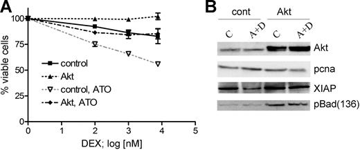 Figure 3. Transient expression of myrAkt impairs the sensitizing effect of ATO on dexamethasone-mediated cell death. (A) Dominant-active myrAkt was transiently expressed in CEM-C1 cells. MyrAkt rendered cells completely resistant to dexamethasone treatment and reduced the effect of 0.25 μM ATO on the cytotoxic effect of increasing DEX concentrations (0.1 μM, 1.0 μM, 7.6 μM). Values from triplicate MTT assays are shown as mean plus or minus SD. (B) myrAkt expression in CEM-C1 cells enhances the levels of Ser136 p-Bad and restores XIAP. Cells were treated as indicated 24 hours after transfection. Whole-cell extracts were obtained after 5 hours of drug exposure and analyzed by Western blot.