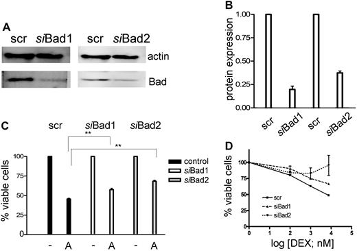 Figure 4. Down-regulation of Bad using siRNA decreases the sensitivity of the cells to the combination treatment of ATO and dexamethasone. (A) CEM-C1 cells were transfected with 2 distinct siRNAs directed against Bad. Down-regulation of Bad was assessed after 48 hours by Western blot. (B) Signal quantification by densitometry. (C) siBad treatment of CEM cells decreased the cytotoxic effect of 1 μM ATO as single agent and (D) of the combination of low-dose ATO (0.25 μM) with DEX. A scrambled siRNA was used for control. Triplicate results of the MTT assay are shown as mean plus or minus SD; **P < .05 (Student t test).