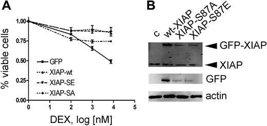 Figure 5. Resistance to ATO-mediated GC sensitization by XIAP overexpression requires the XIAP-S87 phosphorylation site. (A) Response to increasing concentrations of DEX after 72-hour incubation in combination with 0.25 μM ATO, after transient transfection of different XIAP constructs as indicated and described in “Patients, materials, and methods.” Triplicate results of the MTT assay are shown as mean plus or minus SD. (B) Western blot with specific anti-XIAP antibody (top panel) and an anti-GFP antibody (bottom panel).