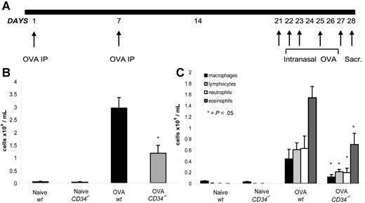 Figure 1. Protocol for OVA sensitization and BAL analysis. (A) Schematic of the sensitization and challenges protocol used to induce asthma in wt and CD34−/− mice. (B) Total cell counts in BAL from naive and challenged (OVA) wt and CD34−/− mice (n=6; error bars=SEM on mean total cell counts for each group). (C) Differential count results from naive and challenged (OVA) wt and CD34−/− mice (n=6; error bars=SEM on mean cell number for each population of each group).