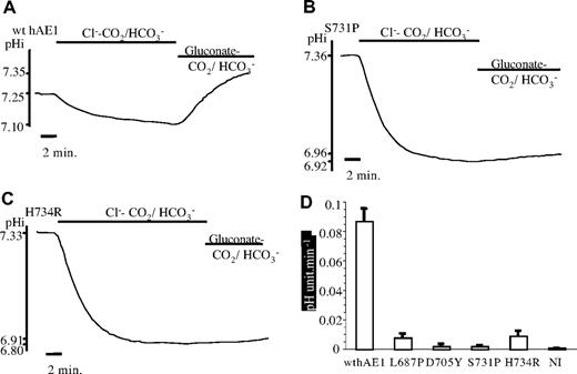 Figure 7. Intracellular pH measurements. Traces are intracellular pH measurements of representative oocytes expressing GPA and wt (A) or mutated hAE1 (B: S731P: C: H734R) as a function of time and extracellular medium composition. The graph bars (D) illustrate the initial speed of pH recovery after intracellular acidification for control oocytes (noninjected) or oocytes expressing GPA and wt hAE1 or GPA and the 4 different point mutations of hAE1. Data are mean (± SEM) of 5 (NI), 10 (L687P), 7 (D705Y), 10 (S731P), 8 (H734R), or 16 (wt hAE1) oocytes coming from different xenopus.