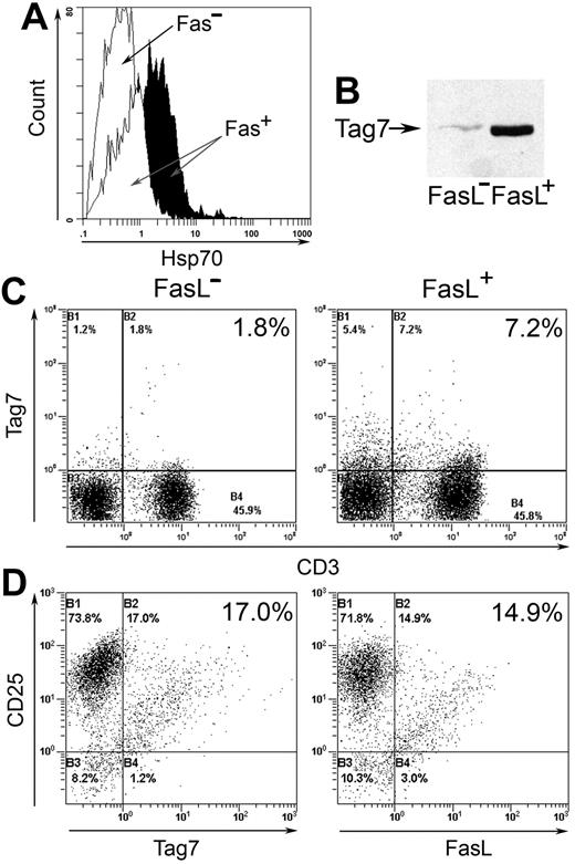 Figure 3. Hsp70 and Fas are exposed on K562, Tag7, and FasL are exposed on CTLs. Specified 6-day LAK subpopulations were isolated using antibody-coated magnetic beads. (A) Flow cytometry of Fas− and Fas+ K562 for the presence of Hsp70 on their surface. (B) Biotinylated Tag7 isolated from surface-labeled FasL− and FasL+ CTLs (streptavidin-peroxidase blotting). (C) Flow cytometry for Tag7 exposure on FasL− and FasL+ LAKs. (D) Flow cytometry for Tag7 and FasL exposure on purified CD4+CD25+ cells. Top right quadrants (B2) contain double positives.