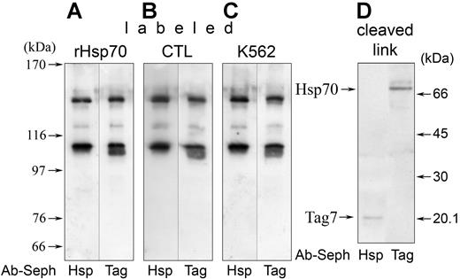 Figure 4. Tag7 on CTLs interacts with Hsp70 on K562. (A-C) Streptavidin-peroxidase blotting of biotinylated products resolved by PAGE after coincubation and irreversible cross-linking of (A) CTLs with labeled soluble Hsp70, (B) surface-labeled CTLs with K562, and (C) CTLs with surface-labeled K562 followed by adsorption of membrane material on Sepharose-coupled rabbit polyclonal antibodies (Ab-Seph; antigen specified under the lanes). (D) The same procedure performed after reversible cross-linking of surface-labeled CTLs with K562 (left), and CTLs with surface-labeled K562 (right); the complex was cleaved during PAGE sample processing.