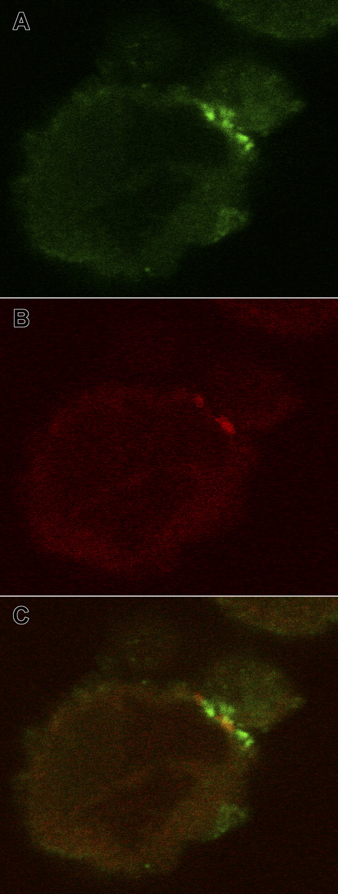 Figure 7. Visualization of Tag7 and Fas at the cell contact region by confocal microscopy. The larger oval cell in the center is the K562 target, and the smaller cell at the top right is the CD4+CD25+ lymphocyte (10.0×/1.40 NA oil objective). (A) Decoration with anti-Tag7 antibodies and FITC-labeled anti-IgG. (B) Decoration with phycoerythrin-labeled anti-Fas antibodies. (C) Image superposition.