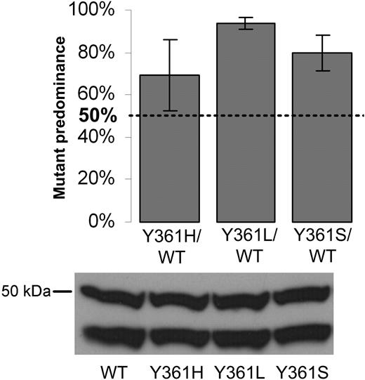 Figure 2. Competitive proliferation assay. Wild-type and Y361 mutant BaF3-FPTase β cells were mixed at equal ratio, plated in 12 separate wells, and allowed to proliferate in culture to confluency. Individual wells were harvested and FPTase β was sequenced and compared with time 0 controls. Results are a compilation of the relative number of predominantly mutant wells in 6 independent experiments (“Patients, materials, and methods”). A mutant contribution of 50% would indicate no proliferative advantage. Error bars are standard errors. Bottom: immunoblot of FPTase β in the pure wild-type and mutant cells. FPTase β is a 46-kDa protein. The FPTase β antibody appears as doublet with an additional 50 kDa band.