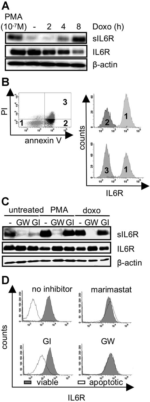 Figure 1. Intrinsic induction of apoptosis induces ADAM17-mediated IL6R shedding. (A) Ba/F3-gp130/IL6R cells were treated for 2 hours, 4 hours, and 8 hours with doxorubicin (500 ng/mL) or 2 hours with the phorbol ester PMA (100 nM). Soluble IL6R was immunoprecipitated from conditioned media using the polyclonal anti–serum 6.226 and subsequently visualized by Western blot analysis using the anti-IL6R mAb 14-18. Reciprocal Western blot analysis of cell lysates was performed using mAb 14-18 and an anti–β-actin mAb, which was used as a loading control. (B) Ba/F3-gp130/IL6R cells were treated for 6 hours with doxorubicin, and multiparameter FACS staining was performed with propidium iodide and antibodies against annexin V, and the anti-IL6R (M91 mAb). Histograph assignments are as follows: (1) viable cells, (2) early apoptotic cells, and (3) late apoptotic cells. (C) Ba/F3-gp130/IL6R cells were treated for 8 hours with 500 ng/mL doxorubicin or for 2 hours with 100 nM PMA in the presence or absence of the metalloprotease inhibitors GW280264X (3 μM) and GI254023X (3 μM). Inhibitors were added 30 minutes prior to stimulation. Western blot analysis was used as outlined for panel A to monitor levels of sIL6R, IL6R, and β-actin. (D) Ba/F3-gp130/IL6R cells were treated as described in panel C and multiparameter FACS analysis was performed as before. The intensity of IL6R staining was monitored in both viable (gray histograms) and apoptotic (white histograms) cells in the presence or absence of the indicated inhibitors.