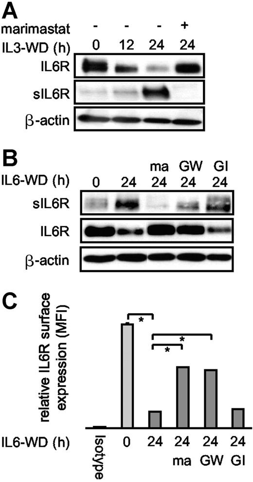 Figure 2. Cytokine deprivation of Ba/F3 cells induced apoptosis and IL6R shedding. (A) IL3-dependent Ba/F3-gp130/IL6R cells were washed 3 times and cultured for 12 hours and 24 hours in cytokine-free medium to induce apoptosis. Control cell cultures were maintained over the 24-hour period in the presence of IL3 (IL3WD, 0 hour; WD, withdrawal). Marimastat (10 μM) was added as indicated. Lysates and immunoprecipitated supernatants were subjected to sodium dodecyl sulfate–polyacrylamide gel electrophoresis (SDS-PAGE) and analyzed by Western blot with anti-IL6R antibody 14-18. (B) IL6-dependent Ba/F3-gp130/IL6R cells were treated and analyzed as described in panel A. The metalloprotease inhibitors marimastat (10 μM), GI254023X (3 μM), and GW280264X (3 μM) were added as indicated. (C) IL6-dependent Ba/F3-gp130/IL6R cells were treated as described in panel A. Cells were washed and stained with the anti-IL6R antibody M91 and analyzed by flow cytometry. The black bar represents isotype control staining, the light gray bar represents IL6R surface expression of viable cells, and the dark gray bars represent IL6-deprived cells in the presence or absence of the metalloprotease inhibitors described in panel B. Values represent the mean (± SD) from 3 independent experiments (P ≤ .01).