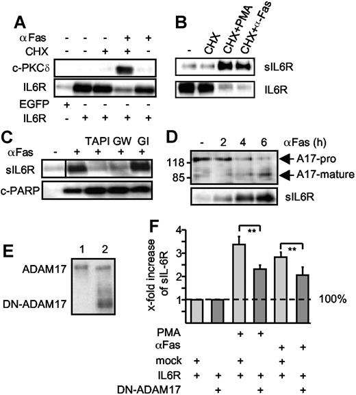 Figure 3. Extrinsic induction of apoptosis induces ADAM17-mediated IL6R shedding. (A) HepG2 cells were transfected with expression plasmids encoding the human IL6R or a control marker protein (EGFP). Cells were treated (6 hours) with cycloheximide (CHX, 100 μM), agonistic anti-Fas antibody CH-11 (αFas, 500 ng/mL), or a combination of cycloheximide and αFas. Cell lysates were prepared and Western blot analysis for PKCδ and IL6R was performed. (B) HepG2 cells were transfected as described in panel A and treated with CHX (100 μM) or CHX (100 μM, 6 hours) in combination with PMA (100 nM, 2 hours) or αFas (500 ng/mL, 6 hours). After stimulation, the sIL6R was immunoprecipitated from supernatants and lysates were prepared from the cell pellets. IL6R and sIL6R were subsequently monitored by Western blot analysis. (C) Apoptosis was induced in the transfected HepG2 cells with CHX alone or in combination with CH-11. The metalloprotease inhibitors TAPI (100 μM), GI254023X (3 μM), or GW280264X (3 μM) were added as indicated 30 minutes prior to stimulation. Western blot analysis of immunprecipitated sIL6R and cleaved PARP (c-PARP) was performed. A vertical line has been inserted to indicate where a gel lane was cut. This gel came from one experiment but irrelevant lanes have been cut out. (D) HepG2 cells were cotreated for 0 hour, 2 hours, 4 hours, and 6 hours with CHX and αFas. ADAM17 was immunoprecipitated from the cell lysates by addition of an anti-ADAM17 polyclonal antibody (3 μg) before detection by Western blot. Release of sIL6R was monitored as before. A17-pro indicates proform of ADAM17; A17-mature, mature form of ADAM17. (E) Western blot of membrane fractions of HepG2 cells expressing p409 empty vector (lane 1) or a dominant-negative ADAM17 mutant that lacks the pro- and catalytic domain (DN-ADAM17, lane 2). (F) HepG2 cells were transiently transfected with IL6R cDNA together with empty p409 vector or p409-DN-ADAM17 plasmid. After 48 hours, cells were treated with CHX (100 μM, 6 hours) in presence of DMSO (vehicle control, 6 hours) to monitor baseline shedding, PMA (100 nM, 2 hours) or αFas for 6 hours. The sIL6R protein in the culture media was quantified using the sIL6R-specific ELISA. The fold increase of the sIL6R is expressed as a percentage of baseline shedding (set to 100%). Baseline shedding of IL6R/mock-transfected cells was 5549.07 (± 1626.3) pg/mL and of IL6R/DN-TACE 3068.84 (± 744) pg/mL. Values represent the mean (± SD) from 3 independent experiments (*P ≤ .001 and **P ≤ .01).