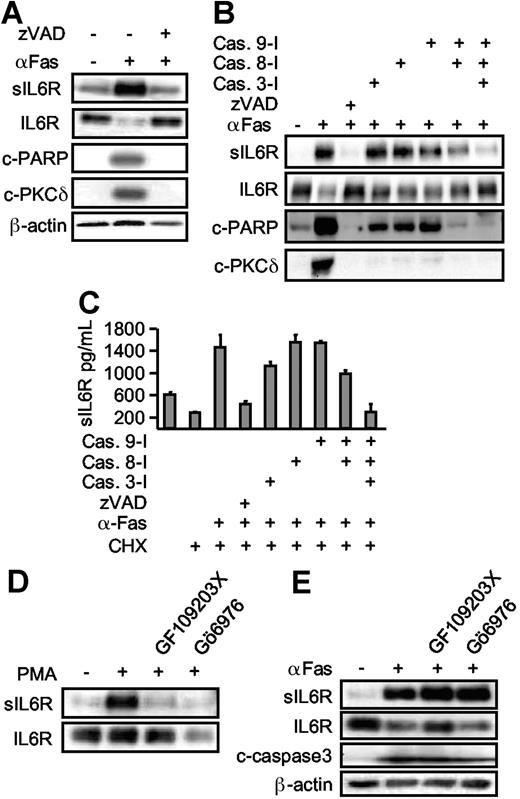 Figure 4. Apoptosis-induced shedding of the IL6R is caspase dependent, but PKC independent. (A) HepG2 cells expressing hIL6R were treated (6 hours) with CHX alone or in combination with αFas. The pan-caspase inhibitor zVAD-fmk (100 μM) was added as indicated. Western blot analysis of immunoprecipitated sIL6R was compared with an analysis of PARP (c-PARP, cleaved PARP), PKCδ (c-PKCδ, cleaved PKCδ), and β-actin. (B) HepG2 cells were treated as described in panel A. The inhibitor (each at 100 μM) for caspase 3 (zDEDV-fmk), caspase 8 (zIETD-fmk), and caspase 9 (zLEHD-fmk) was added 30 minutes prior to αFas stimulation. Western blot analysis was performed as before. (C) ELISA analysis of sIL6R production in the presence of caspase inhibitors. Values represent the mean (± SD) from 3 independent experiments. (D) HepG2 cells expressing hIL6R were incubated with PMA for 2 hours or preincubated with the pan-PKC inhibitor GF109203X (5 μM) or the inhibitor of Ca2+-dependent PKC Gö6976 (1 μM). Levels of immunoprecipitated sIL6R and cellular IL6R were determined by Western blot. (E) Comparative analysis of αFas-treated HepG2 cells in the presence of GF109203X (5 μM) and Gö6976 (1 μM).