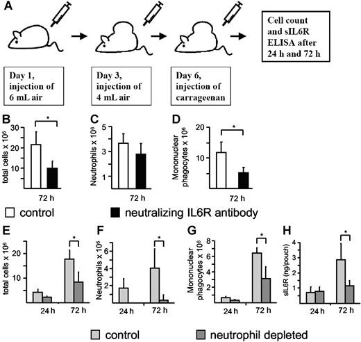 Figure 7. Neutrophil depletion during acute inflammation leads to a reduction of sIL6R. (A) Scheme of the air pouch model of local inflammation in C57/BL6 mice as outlined in “Materials and methods.” IL6R neutralization was induced with the anti-mIL6R D7715A7 mAB (100 μg/mouse), which was administered (intraperitoneally) 6 hours before carrageenan injection. Seventy-two hours after carrageenan injection, total cell numbers (B) and cell numbers of neutrophils (C) and mononuclear phagocytes (D) were determined. Values represent the mean (± SD) from 5 different mice (*P ≤ .05). Neutrophil depletion was induced with the Ly6G mAB, which was administered (intraperitoneally) 18 hours before carrageenan injection. Twenty-four hours and 72 hours after carrageenan injection, total cell numbers (E) and cell numbers of neutrophils (F) and mononuclear phagocytes (G) were determined. sIL6R (H) was quantified using ELISA. Values represent the mean (± SD) from 4 different mice (*P ≤ .05).
