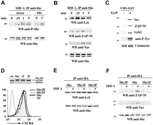 Figure 1. p52Shc is phosphorylated in response to SDF-1α and forms a complex with Lck, ZAP-70, and Vav. (A) Immunoblot analysis with anti–phospho-Shc antibodies of Shc-specific immunoprecipitates from lysates of Jurkat T cells (left) or freshly purified human PBLs (right) either untreated or treated for the indicated times with SDF-1α. A control anti-Shc blot of the stripped filter is shown (bottom). (B) Immunoblot analysis with anti-Lck, anti–ZAP-70, and anti-Vav antibodies of Shc-specific immunoprecipitates from lysates of Jurkat T cells treated as above. A control anti-Shc blot is shown (bottom). (C) Immunoblot analysis with anti-Vav, anti–ZAP-70, and anti-Grb2 antibodies of the proteins recovered from in vitro binding assays of Jurkat T-cell lysates using a CH1-GST fusion protein. The CH1-GST protein was either unphosphorylated or phosphorylated in vitro using recombinant ZAP-70. An antiphosphotyrosine blot of the stripped filter is shown as phosphorylation control. A Coomassie staining of the input GST fusion is also shown. (D, top) Immunoblot analysis with anti-Shc antibodies of postnuclear supernatants of Jurkat T-cell lines stably transfected with either empty vector (ctr) or HA-tagged wild-type p52Shc (Shc) or p52Shc mutants lacking either YY239/240 (Shc2F) or Y317 (Shc1F). (D, bottom) Flow cytometric analysis of CXCR4 surface expression on the Jurkat transfectants. (E,F) Immunoblot analysis with anti-Lck (E) or anti–ZAP-70 and anti-Vav (F) antibodies of HA-specific immunoprecipitates from lysates of the Jurkat T-cell transfectants treated for 1 minute with SDF-1α. Control anti-Shc blots of the stripped filters are shown below. The migration of molecular mass markers is indicated.