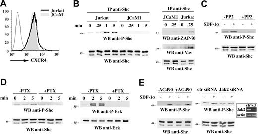 Figure 2. p52Shc phosphorylation is Lck- and Gi-dependent. (A) Flow cytometric analysis of CXCR4 surface expression on Jurkat cells and on the Lck-deficient Jurkat T-cell variant (JCaM1). (B, left) Immunoblot analysis with anti–phospho-Shc antibodies of Shc-specific immunoprecipitates from lysates of Jurkat or JCaM1 cells, either untreated or treated for the indicated times with SDF-1α. (B, right) Immunoblot analysis with anti–ZAP-70 (top) and anti-Vav (middle) antibodies of Shc-specific immunoprecipitates from lysates of Jurkat or JCaM1 cells treated as above. Control anti-Shc blots are shown at the bottom. (C) Immunoblot analysis with anti–phospho-Shc antibodies of lysates of Jurkat cells treated as above in the presence or the absence of 20 μM PP2. A control anti-Shc blot is shown at the bottom. (D) Immunoblot analysis with anti–phospho-Shc (left) or anti–phospho-Erk (right) antibodies of lysates of Jurkat cells treated as above in the presence or the absence of 500 ng/mL PTX. (E) Immunoblot analysis with anti–phospho-Shc antibodies of lysates of Jurkat cells treated as above in the presence or the absence of 100 μM Jak2 inhibitor, AG490, or after Jak2 knock down by siRNA (> 85% reduction in Jak2-specific mRNA as assessed by laser densitometric analysis of semiquantitative RT-PCR). A representative experiment is shown in the box. Cells transfected with nonspecific siRNA (ctr siRNA) are used as Jak2 controls (Jak2 siRNA, indicated as kDa in the RT-PCR). Control blots are shown at the bottom. The migration of molecular mass markers is indicated.