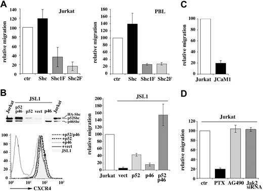Figure 4. CXCR4-dependent chemotaxis is inhibited by p52Shc mutants lacking YY239/240 or Y317. (A) Migration of the Jurkat T-cell transfectants expressing HA-tagged p52Shc or the Shc1F/Shc2F mutants (left), or of PBLs from 3 different donors transiently transfected with empty vector (ctr) or HA-tagged p52Shc or the Shc1F/Shc2F mutants (right), measured after treatment for 2 hours with SDF-1α. The data are presented as relative migration, with the migration index of SDF-1α–treated control cells (transfected with empty vector) taken as 100% (n ≥ 3). PBLs were cotransfected with a GFP reporter, and migration was measured on GFP+ cells. Transfection efficiencies were consistently approximately 50%. The relative amount of HA-Shc (wild-type or mutant) compared with endogenous p52Shc in transiently transfected PBLs was 40% to 50%, as detected by laser densitometric analysis of anti-Shc immunoblots. (B, left) Flow cytometric analysis of CXCR4 surface expression on Shc-deficient JSL1 cells stably transfected with either empty vector (vect) or expression constructs encoding either HA-tagged p52Shc (p52), or p46Shc (p46), or both isoforms (p52/p46). Cells transfected with the latter construct frequently harbor, in addition to p52Shc and p46Shc, an immunoreactive band with a slightly higher electrophoretic mobility than p52Shc, which may result from usage of a 36-bp upstream in-frame ATG in the genomic locus when the p66Shc initiator ATG is mutated. An anti-Shc immunoblot of the respective cell lysates is shown above. Equal amounts of lysates were loaded, as evaluated by reprobing the filter with antiactin mAb (not shown). (B, right) Migration of Jurkat cells and of the JSL1 cell transfectants, measured after 2-hour treatment with SDF-1α (n ≥ 3). (C) Migration of Jurkat cells and JCaM1 cells, measured after 2-hour treatment with SDF-1α. (D) Migration of Jurkat cells, measured after 2-hour treatment with SDF-1α in the presence or absence of PTX (500 ng/mL) or AG490 (100 μM) or after Jak2 knockdown by siRNA (n ≥ 3). Data in panels B-D are presented as relative migration, with the migration index of SDF-1α–treated Jurkat cells taken as 100%. Error bars indicate SD.