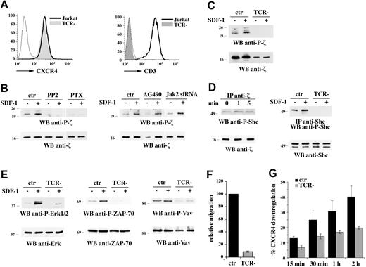 Figure 6. Transactivation of the TCR by CXCR4 is required for CXCR4-dependent p52Shc phosphorylation and downstream signaling. (A) Flow cytometric analysis of CXCR4 and CD3 surface expression on Jurkat cells and the E6.157 Jurkat T-cell variant lacking surface TCR expression (TCR−). (B) Immunoblot analysis with an antibody specific for phosphorylated CD3ζ of postnuclear supernatants from Jurkat cells pretreated with either PP2, or PTX, or AG490, or after Jak2 knockdown by siRNA, and stimulated for 5 minutes with SDF-1α. (C) Anti–P-CD3ζ immunoblot of postnuclear supernatants from Jurkat and E6.157 cells treated for 5 minutes with SDF-1α. (D, left) Immunoblot analysis with anti–phospho-Shc antibodies of CD3ζ-specific immunoprecipitates from lysates of Jurkat cells activated for 1 or 5 minutes with SDF-1α. A control anti-CD3ζ blot is shown at the bottom. (D, right) Immunoblot analysis with anti–phospho-Shc antibodies of Shc-specific immunoprecipitates from lysates of Jurkat and E6.157 cells activated for 5 minutes with SDF-1α. (E) Immunoblot analysis with an antibody specific for phosphorylated Erk1/2 (left), ZAP-70 (middle), or Vav (right) of postnuclear supernatants from Jurkat and E6.157 cells treated for 5 minutes (Erk1/2) or 1 minute (ZAP-70, Vav) with SDF-1α. Control blots of the stripped filters are shown (bottom). The migration of molecular mass markers is indicated. (F) Migration of Jurkat and E6.157 cells, measured after 1-hour treatment with SDF-1α. The data are presented as relative migration, with the migration index of SDF-1α–treated Jurkat cells taken as 100% (n ≥ 3). (G) Flow cytometric analysis of surface CXCR4 on Jurkat or E6.157 cells after treatment for the indicated times with SDF-1α at 37°C. The results are plotted as percentage CXCR4 internalization (n ≥ 3). Error bars indicate SD.
