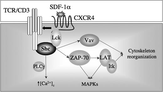 Figure 7. Schematic representation of p52Shc in CXCR4 signaling.