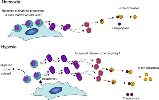 Figure 6. Model: a putative role for macrophages in the homeostatic response to hypoxia, based on in vitro analyses. In response to hypoxia, we propose that erythroblasts lose their tight adherence to central macrophages of erythroblastic islands, possibly promoting unrestrained maturation of erythroid progenitors, and increasing the number of red cells getting into the circulation. This may also promote the migration of immature erythroid progenitors to organs such as the spleen where their expansion is enhanced under stress conditions.31 In the Rb-null embryo, severe hypoxia and fetal liver necrosis disrupt erythropoietic islands concomitant with, but independent of, red cell enucleation defects and embryonic lethality.
