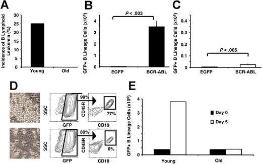 Figure 3. Age-related intrinsic defects in B-lineage progenitors diminish their leukemogenic potential. (A) Pro/pre-B cells (Lin− CD19+CD45R+AA4.1+) purified from the BM of young and old mice were transduced with BCR-ABLP210, and the same number of young and old cells was transplanted into Rag1−/− recipients. Eight weeks later, 25% of the recipients of BCR-ABL–transduced young pro/pre-B cells (n=8) developed B-lymphoid leukemia, whereas recipients of old pro/pre-B cells (n=8) did not develop any characteristics of disease. Young (B) and old (C) BM cells (3 × 105) transduced with EGFP or BCR-ABLP210 were used to establish hematopoietic cultures in B-lineage–permissive conditions.45 Cultures were examined 3 weeks later. Young BMBCR-ABL cells expanded 100-fold, whereas only a 6-fold expansion was observed with old cells compared with controls. (D) Phenotypic and morphologic analysis of cultures described for B and C. Cultures derived from young BMBCR-ABL had increased cellularity and a higher frequency of GFP+ B-lineage cells compared with those that were initiated from old BMBCR-ABL, which produced cells primarily with a myeloid morphology. Images of live, cultured cells were viewed with a Nikon Diaphot TMD inverted phase microscope (Nikon, Tokyo, Japan) using a 20×/0.40 NA phase-contrast objective. Micrographs were taken using an Olympus DP11 camera (Olympus), and photographs were prepared using Adobe Photoshop image-acquisition software (Adobe Systems). (E) BCR-ABLP210–expressing (GFP+) young and old pro/pre-B cells (3.8 × 105) were seeded on stromal layers in B-lineage–permissive conditions.45 After 5 days, the number of GFP+ cells increased 10-fold in the cultures seeded with young pro/pre-B cells, whereas the old pro/pre-B cells did not show any significant expansion. One of 2 representative experiments is shown.