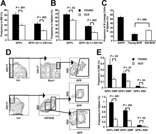 Figure 4. MPDs derived from old BMBCR-ABL are characterized by a reduced tumor burden. The frequency of total leukemic GFP+ (BCR-ABL+) cells and leukemic myeloid GFP+Gr-1+CD11b+ cells in the BM (A) and spleen (B) of recipients of young BMBCR-ABL cells was increased compared with recipients of old BMBCR-ABL cells. (C) Decreased frequency of B-lineage cells in the spleen of young BMBCR-ABL recipients compared with old BMBCR-ABL recipients. Cell frequency shown in panels A through C is presented as the mean frequency of cells plus or minus SEM from 17 recipients of young and 23 recipients of old BMBCR-ABL that developed MPDs analyzed in 5 independent experiments. (D) Immunostaining used to define populations enriched for leukemic HSCs (top; GFP+Lin−Sca-1HiCD117Hi), CMPs (middle; GFP+Lin−Sca-1−CD127−CD16/32+/LoCD117Hi), and GMPs (bottom; GFP+Lin− Sca-1−CD127−CD16/32+/LoCD117Hi) in the BM and spleen of BMBCR-ABL recipients. (E) Recipients of young BMBCR-ABL cells have more leukemic GFP+ HSCs, CMPs, and GMPs in their BM (top panel) and spleen (bottom panel) compared with those that received a transplant with old BMBCR-ABL cells. The frequency of GFP+ HSCs, CMPs, and GMPs is presented as the mean plus or minus SEM of 12 recipients of young and 13 recipients of old BMBCR-ABL that developed MPDs with no B-lineage involvement.