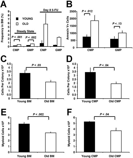 Figure 5. Myelopoietic defects are present in old mice. (A) The frequency of CMPs and GMPs is increased in the BM of old (78- to 105-week-old) compared with young (5-week-old) mice both at steady state and at day 8 after 5-FU treatment. Steady-state frequencies are presented as the mean plus or minus SEM of 16 young and 12 old mice analyzed in 4 independent experiments. 5-FU frequencies are presented from the pooled BM of 9 young and 7 old mice analyzed in 2 independent experiments. (B) The number of Annexin V+ CMPs and GMPs was increased in the BM of old compared with young mice. Cell numbers are presented as the mean plus or minus SEM of 12 young and 8 old mice analyzed in 3 independent experiments and normalized per 5 × 104 CMPs or GMPs, respectively. Myeloid colonies derived from whole BM cells (C) and sorted CMPs (D) isolated from young mice contained more cells than those derived from BM and CMPs isolated from old mice. Whole BM cells (5 × 104 per dish) and CMPs (250 per dish) were plated. Cell numbers shown in C are presented as the mean plus or minus SEM of 24 colonies derived from young BM cells and 24 colonies derived from old BM cells picked in 2 independent experiments. Cell numbers shown in D are presented as the mean of 12 colonies derived from young CMPs and 12 colonies derived from old CMPs plus or minus SEM picked in 1 of 2 representative experiments. BM cells (1.5 × 105) (E) and CMPs (2 × 103) (F) plated in liquid culture supplemented with myelopoietic cytokines isolated from young mice produced more Gr-1+CD11b+ myeloid cells compared with their old counterparts. Numbers are presented as the mean plus or minus SEM of 3 to 6 wells analyzed in 1 of 2 representative experiments.