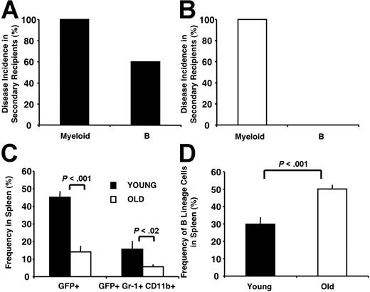Figure 6. Age-related hematopoietic defects alter the leukemogenic potential of LSCs. (A) Secondary recipients of splenocytes from leukemic mice grafted with young BMBCR-ABL cells developed MPDs and B-lymphoid leukemia. Splenocytes (5 × 106) from primary young BMBCR-ABL recipients were transplanted into secondary recipients (n=15). (B) Secondary recipients of 5 × 106 splenocytes from leukemic mice grafted with old BMBCR-ABL cells (n=12) developed MPDs with no significant involvement of B-lineage cells. (C) The frequency of total leukemic GFP+ cells and leukemic myeloid GFP+ Gr-1+CD11b+ cells in the spleens of secondary recipients of splenocytes from tumors derived from young BMBCR-ABL cells was increased compared with secondary recipients of tumors derived from old BMBCR-ABL cells. (D) The frequency of B-lineage cells in the spleen of secondary recipients of tumors derived from young BMBCR-ABL cells was decreased compared with secondary recipients of tumors derived from old BMBCR-ABL cells. In all transfers, donor splenocytes were transplanted into at least 3 secondary recipients. At least 3 primary recipients were analyzed in each experiment. Cell frequency shown in C-D is presented as the mean frequency of cells plus or minus SEM. The mice analyzed for C-D developed MPDs with no B-lineage involvement.