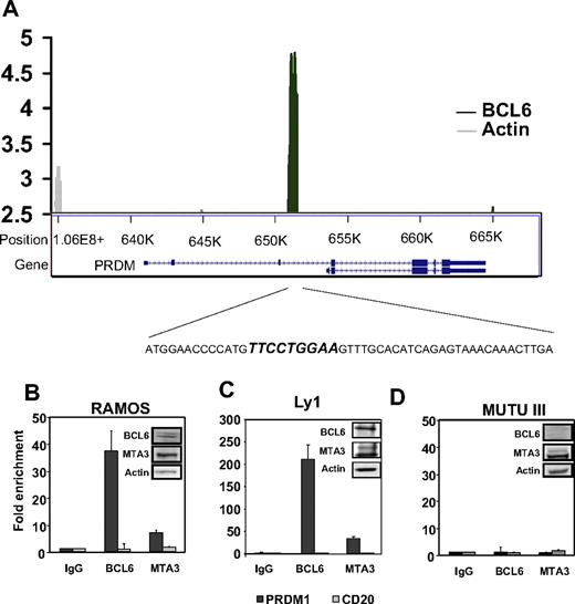 Figure 4. BCL6 recruits MTA3 to a binding site located within intron 3 of the human PRDM1 locus. (A) Graphic representation of tiling ChIP on chip performed on the PRDM1 genomic locus in Ramos cells. The top portion of the graph shows fold enrichment of sequences within intron 3 by BCL6 (■) or actin (▩) antibodies versus input. The corresponding graphic representation of the PRDM1 locus (bottom) indicates the location of BCL6 binding, and the amplicon containing the BCL6 binding site that was used for QChIP in panels B-D. (B) QChIP was performed with BCL6, MTA3, and actin antibodies in Ramos cells for the site shown in panel A as well as a negative control promoter (CD20). The y-axis represents fold enrichment of the site relative to control (actin) antibody. Inset shows immunoblot of BCL6, MTA3, and actin in Ramos B-cell lymphoma cells. (C-D) Similar QChIP was performed in Ly1 DLBCL cells and in the BCL6− Mutu III B-cell lymphoma cells, respectively. Error bars are SD.
