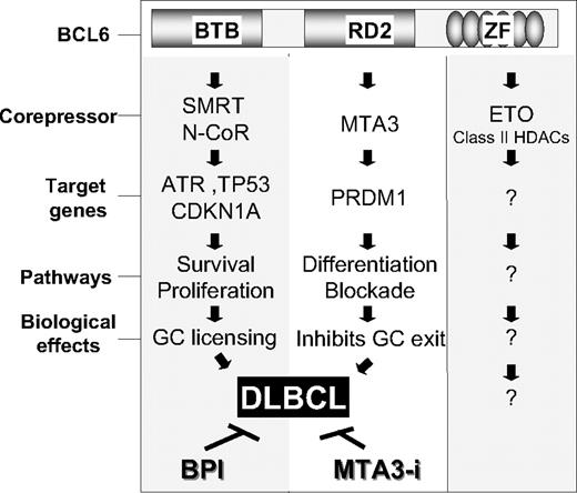 Figure 6. BCL6 mediates lymphomagenesis through 2 distinct pathways. Our data suggest a model where recruitment of SMRT, N-CoR, and BCoR through the BCL6 BTB domain mediates repression of ATR, TP53, and CDKN1A, which facilitates survival and proliferation. This allows activated B cells to acquire the CB phenotype and is required for survival of DLBCL. On the other hand, recruitment of the MTA3 protein through the RD2 mediates repression of PRDM1 and hence blocks differentiation, preventing B cells from exiting the GC and contributing to lymphomagenesis. The ETO corepressor and class II HDACs bind to the zinc finger region of BCL6, but their functions are unknown. Combined blockade of the BTB and RD2 biochemical mechanisms of action of BCL6 results in more profound disruption of the BCL6 oncogenic transcriptional program and enhanced DLBCL cell death.