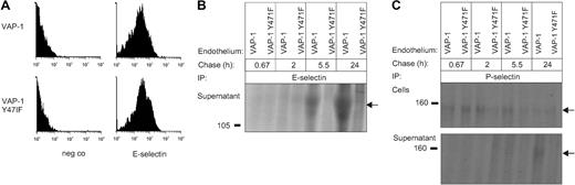 Figure 3. VAP-1/SSAO–dependent induction of selectin proteins in primary human endothelial cells. (A) HDMECs transfected with wild-type (VAP-1) or an enzymatically inactive mutant of VAP-1 (VAP-1 Y471F) were stained for cell-surface E-selectin and analyzed using FACS. neg co indicates negative control. (B) E-selectin was immunoprecipitated (IP) from the cell-culture supernatant of the transfected cells after a 45-minute pulse and chase of the indicated length. (C) P-selectin was immunoprecipitated from the cell lysate and from the cell-culture supernatant after a 45-minute pulse and chase of the indicated time. Arrows on the right point to the specific immunoprecipitates, and molecular weight markers in kDa are shown on the left.