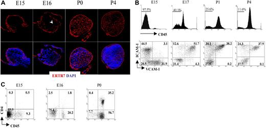 Figure 1. Formation of the conduit system during LN organogenesis. (A) Immunofluorescence staining of E15, E16, P0 (40×/1.4 NA water lens), and P4 (25×/1.4 NA) iLN sections showing the development and organization of the ERTR7+ reticular network (red) and nuclear staining DAPI (blue). Note that the cells in the center of the anlagen at E15 were ERTR7− and by E16 ERTR7+ structures were seen toward the center of the organ (arrowhead). (B) Changes in stromal-cell populations during iLN ontogeny. FACS analysis of single-cell suspensions of iLNs at the times indicated showing the recruitment of bone marrow–derived cells as an increased percentage of CD45+ cells and the concomitant changes in the CD45− stromal cells, including the appearance of VCAM-1+ICAM-1+ mature stromal organizer cells and the progressive disappearance of VCAM-1+ICAM-1− cells. Percentages in scatterplots correspond to CD45− stromal cells according to their expression of VCAM-1 and ICAM-1. (C) FACS analysis of single-cell suspensions from E15, E16, and P0 iLNs. Percentages shown in scatterplots correspond to CD3− cells according to their expression of CD45 and CD4. Note that LTic's are CD45+4+, and the largest population present is CD45+4−. Results are representative of 4 independent experiments.