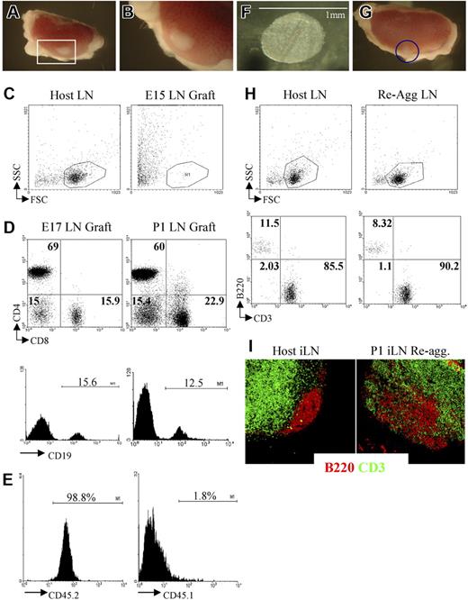 Figure 3. Grafting of iLNs or reaggregate LNs results in the formation of lymphoid structures. (A,B) Grafting of a P1 iLN under the kidney capsule of an adult mouse results in the formation of a lymphoid structure after 2 weeks. The red rectangle in panel A (25×/1.4) contains the graft that is enlarged in panel B (40×/1.4). (C) FACS analysis of an E15 embryonic iLN grafted for 2 weeks under the kidney capsule of an adult mouse and the iLN of the host. As shown by forward/side-scatter profile, the E15 grafts contained only dead cells. Results are representative of 6 independent experiments. (D) E17 and P1 iLN grafts contained CD4+ and CD8+ T cells as well as CD19+ B cells. Percentages shown in dot plots correspond to single positive CD4, CD8, and CD4−8− cells. Histograms show the percentage of CD19+ B cells. Results shown are representative of 5 independent assays. (E) Bone marrow–derived cells colonizing the kidney-grafted iLNs are of host origin. Single-cell suspensions of wild-type congenic (CD45.1) iLNs grafted for 2 weeks under the kidney capsule of C57Bl6J (CD45.2) mice were analyzed for the expression of CD45.1/CD45.2 markers to assess their origin. Percentages shown correspond to donor iLN CD45.1+ cells and host CD45.2+ cells. As shown here, more than 98% of the cells are of host origin. (F) Reaggregate iLNs before being grafted under the kidney capsule of an adult recipient mouse (40×/1.4). (G) The iLN reaggregate (blue circle) shown on the kidney 2 weeks after grafting (25×/1.4). (H) Reaggregate iLNs recruited B and T cells similar to the LNs of the host. Percentages shown correspond to B220+ B cells and CD3+ T cells in host iLNs and kidney-grafted reaggregate iLNs. (I) Reaggregate iLNs were colonized by lymphocytes that migrated to specific areas in the organ. Immunofluorescence staining of sections of an adult host iLN and a P1 reaggregate iLN that had been grafted for 2 weeks under the kidney capsule of the host showing B220+ B-cell follicular areas (red) in the cortex and the CD3+ T-cell areas (green) located in the paracortex. The organization of B- and T-cell areas appeared similar between the host iLN and the reaggregate organ, although B cells appear less packed in the case of the latter (10×/1.4 NA). Results shown are representative of 6 to 8 independent experiments. (A,B,F,G,I) Images were viewed with a Zeiss Stemi SVII dissecting microscope.