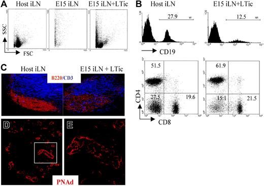 Figure 4. Addition of fetal LTic is sufficient to rescue the impaired formation of lymphoid aggregates by E15 iLN upon kidney graft. (A) Forward- and side-scatter profiles of a host iLN, a reaggregate E15 iLN, and an E15 iLN that receive LTic's were grafted under the kidney capsule of adult recipients and analyzed for their cellular content 2 weeks after transplantation. Reaggregated E15 iLNs formed a mass of dead cells, while the reaggregated E15 iLNs that receive LTic's contained live cells. (B) Reaggregated E15 iLN + LTic contained T and B cells. Numbers above brackets correspond to percentages of CD19+ B cells. Percentages of single positive CD4, CD8 and CD4−8− are shown in each quadrant of dot plots. (C) B and T cells in reaggregated iLNs were organized in specific areas similar to adult LNs as seen by immunofluorescence staining with anti-CD3 (blue) and anti-B220 (red) mAbs (10x). (D,E) HEV development in reaggregate iLNs. Reaggregated E15 iLN + LTic structures contain a network of HEVs. Immunofluorescence staining of sections of E15 iLN + LTic reaggregated LN grafts with MECA 79 mAb (red) that recognizes a sugar moiety present in several peripheral node addressins (PNAd's) that are expressed in HEVs. The white rectangle in panel D (25×/1.4 NA) is enlarged in panel E (40×/1.4 NA water lens). Results shown are representative of 6 independent assays.