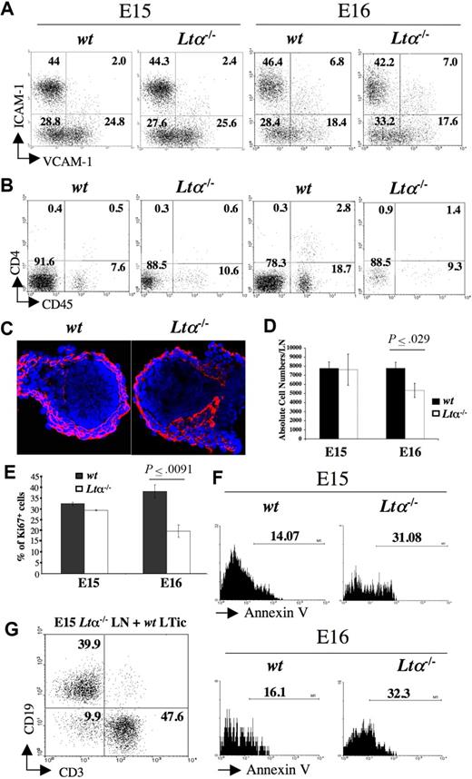 Figure 5. Analysis of LN development in Lta−/− mice. (A) FACS analysis of CD45− stromal cell from E15 and E16 wild-type and Lta−/− iLNs with mAbs for VCAM-1 and ICAM-1. Percentages of CD45− cells according to their expression of VCAM-1 and ICAM-1 are shown in each quadrant. (B) FACS analysis of cell suspensions of E15 and E16 wild-type and Lta−/− iLNs with mAbs for CD4 and CD45. Numbers on each quadrant correspond to percentages of CD3− cells expressing CD4 and CD45. (C) Immunofluorescence staining of E15 wild-type and Lta−/− iLN sections with ERTR7 (red) and DAPI (blue) (10×/1.4 NA). (D) A statistically significant reduction in total cell numbers in iLN of Lta−/− E16 embryos compared with their wild-type counterparts. Results shown are wild-type: 7780 cells SEM 657, Ltα−/−: 5339 cells SEM 778, unpaired t test P < .03. (E) Statistically significant decrease in percentages of cycling CD45− stromal cells from E16 Lta−/− iLNs with respect to their wild-type counterparts as measured by Ki67 staining. Results shown are Ki67+ cells wild-type: 38% SEM 3, Ltα−/−: 19.6% SEM 2.9, unpaired t test P < .009. (F) Annexin V staining of CD45− stromal cell from E15 and E16 Lta−/− and wild-type iLNs. Note the increased frequency of cells undergoing apoptosis (Annexin V+) in the Ltα−/− cells compared to their wild-type counterparts. Numbers above brackets correspond to percentages of Annexin V+ cells. (G) The addition of wild-type LTic's rescued the defect of E15 Lta−/− reaggregate iLNs to form a lymphoid aggregate upon kidney capsule grafting that recruited CD19+ B cells and CD3+ T cells. Numbers on the quadrants correspond to percentages of either CD3+ T cells, CD19+ B cells, or double negative cells. Results shown here are from 1 representative assay out of 5 independent experiments. Error bars in panels D,E represent SEM.