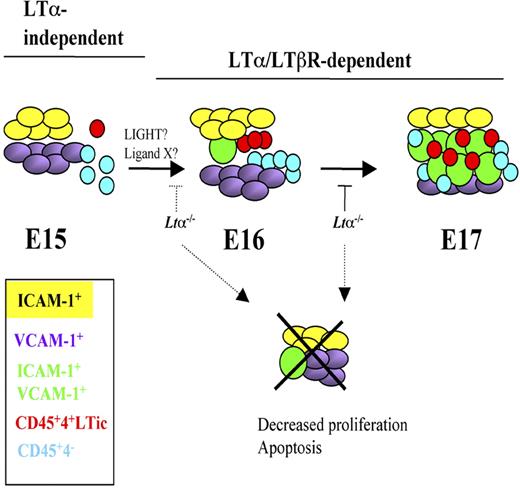 Figure 6. Model of iLN development and stromal cell maturation from E15 to E17 highlighting LTα-independent and -dependent stages. E15 iLNs contain mostly single-positive V+ and I+ cells and very few V+I+ mature organizer cells. The CD45+ cells present at this stage are in their majority CD4−. Between E16 and E17, a marked increase in both LTic's and CD45+4− cells takes place that correlates with a massive appearance of V+I+ cells. Cell-cell interactions between LTic's and stromal cells induce the maturation of the latter to V+I+ cells. LTα1β2/LTβR signals seem to be required from E15 onwards for the substantial emergence of V+I+ mature stromal cells and the recruitment of large numbers of LTic's and CD45+4− cells seen at E17.