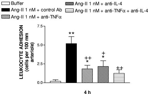 Figure 3. Effect of antirat TNFα and antirat IL-4 antisera on subacute (4-hour) Ang-II-induced leukocyte adhesion to rat mesenteric arterioles. Rats were treated intraperitoneally with PBS (buffer; n = 5) or 1 nM Ang-II (n = 5). Some animals were pretreated with the antirat TNFα antiserum (1 mL per rat intravenously; n = 6), or the antirat IL-4 antiserum (1 mL per rat intravenously; n = 6), or a combination of both antisera (n = 4) 15 minutes before the administration of Ang-II. Results are mean (± SEM). *P < .05 or **P < .01 relative to the PBS group; + P < .05 or ++ P < .01 relative to the Ang-II group.