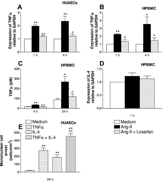 Figure 6. Effect of Ang-II on TNFα and IL-4 in human cells. Effect of TNFα and/or IL-4 on HPBMC recruitment by HUAECs. Time course of Ang-II-induced TNFα mRNA increase in HUAECs (A), HPBMCs (B), TNFα release in HPBMCs, (C) IL-4 mRNA expression in HPBMs (D), and recruitment of HPBMCs by TNFα and/or IL-4-stimulated HUAECs (E). HUAECs and HPBMCs (5 × 106/mL) were stimulated with 1 μM Ang-II in the presence or absence of losartan (100 μM) for 1, 4, and 24 hours. Total mRNA was extracted. Relative quantification of the mRNA levels of TNFα, IL-4, and GAPDH was determined by using real-time quantitative RT-PCR by the comparative Ct method (ΔΔCt method). Columns show the fold increase in expression of TNFα and IL-4 mRNA relative to control GAPDH values, calculated as mean ± SEM of the 2-ΔΔ Ct values of 4 to 5 experiments. Protein content in the supernatant was determined by conventional sandwich ELISA and expressed as pM concentration of the cytokine of mean ± SEM from 4 to 5 experiments. *P < .05 or **P < .01 relative to values in the control group. + P < .05 relative to the Ang-II untreated group. HUAECs were incubated with medium, TNFα (0.2 ng/mL), IL-4 (20 ng/mL), or with a combination of both cytokines for 24 hours. Isolated HPBMCs (1 × 106/mL) were perfused over the HUAECs for 5 minutes at 1 dyn/cm2 and leukocyte accumulation quantified. Results are the mean (± SEM) for 4 experiments. **P < .01 relative to values in the control group; ++ P < .01 relative to the values in the TNFα or IL-4 groups.