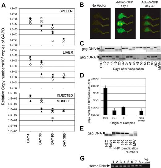 Figure 2. Persisting presence of vector sequences. (A) Adult female outbred (ICR) mice received 1011v.p.AdC68rab.gp vector in saline, given once intramuscularly. On days 4, 30, 90, and 360 after vector application, mice were killed and perfused with cold PBS. Tissues were harvested from individual mice. DNA was isolated and the Gapdh sequences were amplified by a real-time PCR. The samples were adjusted to 103 copies of Gapdh and the rabies virus glycoprotein gene was amplified by a real-time nested PCR. (B) Mice were vaccinated intramuscularly in the lower leg with 1011 particles of an Ad vector expressing green fluorescent protein. Mice were killed 1 day and 39 days after vaccination and legs were illuminated with an Illumatool Lighting System. Digital photographs were taken using a Kodak DCS14N SLR camera with a 60-mm Micro Nikkor lens (Nikon). (C) DNA and RNA were isolated from spleens of mice immunized at different times previously with 1011 vp of AdC8gag37. RNA was reverse-transcribed. Gapdh was quantified from each sample by real-time PCR.17 Samples were adjusted before amplification to 6 × 107 or 1.5 × 109 copies of Gapdh DNA or cDNA, respectively, and amplified by a nested PCR. After amplification by the internal real-time PCR, each sample was analyzed by gel electrophoresis. The lower graph shows results for Gag DNA or cDNA. The arrow indicates the anticipated size of the Gag amplicon. These results are from a single experiment in which we ran multiple gels to accommodate the samples. Lines were added to show where the lanes were cut. (D) Mice were immunized with AdC68gag37. Twenty months later they were boosted with 106 pfu of a vaccinia virus vector expressing Gag to increase frequencies of Gag-specific CD8+ T cells. In pre-experiments it was shown that Gag sequences from the vaccinia virus vector could not be amplified from spleens as of 1 week after inoculation. Five weeks after the boost, splenocytes were isolated. Cells were stained with a Gag-specific tetramer (tet) and an antibody to CD8. Cells were sorted into CD8+tet− cells, CD8−tet− cells and CD8+tet+ cells. Total cellular RNA was isolated and purified from each cell fraction. Complementary DNA was synthesized. The HIV Gag gene in each cell fraction was amplified first by regular PCR. The amplicon from the first PCR product was then used as template for a second real-time PCR to quantify the Gag gene in different cell fractions. The copy numbers of Gag in each cell fraction were normalized in comparison to Gapdh sequences quantified by a real-time PCR from the same samples. (E) Monkeys 18, 48, 140, and 145 were immunized intramuscularly with 1012 vp of AdC7gag37 vector and boosted 8 months later with 1012 vp of AdC6gag37 vector. Animal 164 was injected at the same time with the same vector backbone expressing the rabies virus glycoprotein.21 DNA from peripheral blood mononuclear cells harvested 99 days after the boost was tested for gag DNA as described in panel A on adjustments of samples to 3 × 104 β-actin molecules. These results are from a single experiment; the lanes were rearranged to change the order of the samples. Lines were added to show where the lanes were cut. (F) The graph shows the gels from a hexon-specific nested PCR that was used to amplify vector sequences from peripheral blood mononuclear cells of vaccinated rhesus macaques. Lanes 1 and 2 show results from peripheral blood mononuclear cells harvested 6 (1) and 17 (2) weeks after intramuscular vaccination of a monkey with 1011 vp of a mixture of 4 AdC68 vectors expressing HIV-1 Gag, gp140, 5′pol, or 3′pol+nef. Lanes 3 and 4 show results from peripheral blood mononuclear cells from a monkey harvested 6 (3) and 17 (4) weeks after intramuscular immunization with 1011 vp of 4 AdHu5 vectors expressing the same antigens as used for results in lanes 1 and 2. Lanes 5 through 8 show results from peripheral blood mononuclear cells from 2 animals harvested 2 (5,7) and 14 (6,8) weeks after immunization with 1011 vp of an AdHu5 vector expressing Gag. Lanes 9 and 10 show the negative control of the PCR reactions.