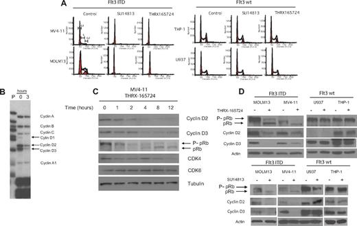 Figure 2. The inhibition of Flt3 ITD induces a G1 cell-cycle arrest and down-regulation of D-cyclins. (A) MV4-11, MOLM13, THP-1, and U937 cells were treated with THRX-165724 (300 nM) or SU14813 (100 nM) for 24 hours. After propidium iodide staining, cell-cycle analysis was performed by flow cytometry. (B) Ribonuclease protection assay. MV4-11 cells were treated with THRX-165724 (300 nM) or with vehicle (DMSO) for 3 hours. Changes in mRNA levels of a set of cyclin genes was determined by ribonuclease protection assay (RPA) P indicates probe). (C) Western blot. MV4-11 cells were treated with THRX-165724 for 0, 1, 2, 4, 8, and 12 hours. Lysates were immunoblotted with the indicated antibodies. Probing with anti-tubulin was used to ensure equal loading. (D) Western blot. MOLM13, MV4-11, U937, and THP-1 cells were treated with THRX-165724 (300 nM) or DMSO (vehicle control) as well as SU14813 (100 nM) or DMSO (vehicle control) for 16 hours. A Western blot was performed with cell lysates probing for cyclin D2, D3, and pRb. Actin served as marker for equal loading.