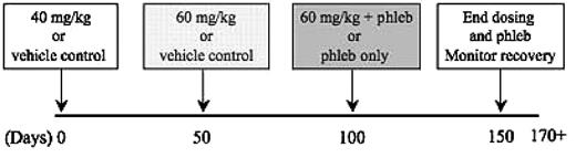 Figure 4. Chronic dosing treatment schema in rhesus macaques. The number of days for each phase of treatment is at least 6 to 8 weeks, except for 3 weeks in the recovery phase.