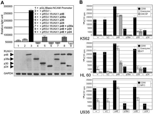 Figure 2. Transcriptional activity of RUNX1 isoforms p48, p38a, p30, and p24 on the CD56 promoter. (A) Upper panel: HEK293 cells were cotransfected with a CD56 promoter/luciferase reporter gene and the RUNX1 isoforms. RUNX1 p48 strongly up-regulates CD56 expression. RUNX1 p48-induced expression of CD56 is inhibited by p38, p30, and p24 (columns 7-9), suggesting a dominant negative effect of the latter isoforms. Controls are NCAM/CD56 promoter/luciferase reporter gene only and NCAM/CD56 promoter/luciferase reporter gene plus “empty” RSV expression vector (columns 1 and 2). (Lower panel) Confirmation of RUNX1 expression by Western blot. Similar amounts of the various recombinant RUNX1 isoforms were detected in the transfected cells by a RUNT domain antibody. GAPDH, protein loading control. (B) Expression of RUNX1 target genes in acute myeloid leukemia cell lines. CD56, granzyme B, p21, interleukin-6, and granulocyte-macrophage colony-stimulating factor were detected by reverse transcriptase–polymerase chain reaction in human acute myeloid leukemia cell lines K562, HL60, and U937 transfected with RUNX1 isoforms p48, p38a, p30, and p24. All target genes were strongly induced by p48; p30 had approximately no effect on CD56 and minor inducing effects on the other targets. p38a and p24 inhibited expression of all target genes relative to endogenous expression in vector control (VC) or nontransfected cells (–). Data are means plus or minus SD.