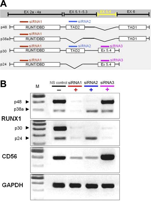 Figure 3. Exon-specific knockdown of RUNX1 isoforms and effect on CD56 mRNA levels in K562 acute myeloid leukemia cells. Small inhibitory RNAs complementary to the RUNT-domain (affecting all 4 isoforms), exon 5a containing the transactivating domain 2 (affecting p48 and p30), the new exon 5.4 (affecting p30 and p24), and a nonsilencing control small inhibitory RNA (NS control) were used. Results confirm the expression of the different isoforms in the control cells and the appropriate down-regulation of each RUNX1 isoform with small inhibitory RNA. CD56 expression is down-regulated by inhibition of p48, but increased when only p30 and p24 are targeted. One representative experiment of 4.