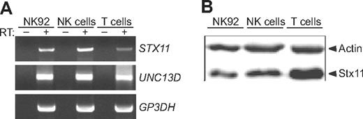 Figure 1. Transcription and expression of Stx11 in cytotoxic lymphocytes. NK cells or CD8+ T cells were isolated from PBMCs by negative selection. (A) cDNA was prepared from cells and cell lines. RT-PCR was performed with gene-specific primers as indicated. (B) Stx11 expression relative to actin control was measured by immunoblotting in lysates derived from purified cell CD8+ T-cell or NK-cell populations, as well as the NK-cell line NK92. Arrowheads indicate bands corresponding to actin and Stx11 immunoreactivity.