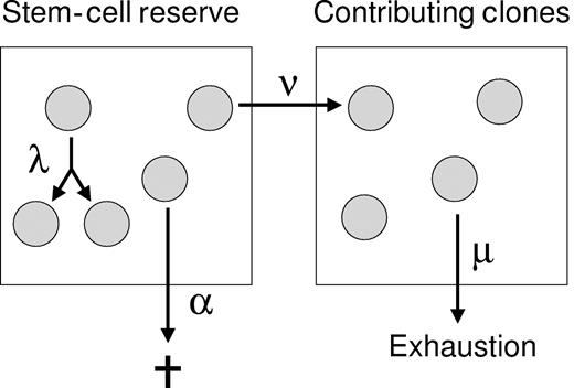 Figure 1. Stochastic model of HSC behavior.26 HSCs in the stem-cell reserve have 3 potential fates: replication (1 HSC becomes 2 HSCs), differentiation (1 HSC becomes 1 STRC), or apoptosis (1 HSC becomes 0). These occur at average rates of λ, ν, or α, respectively. The maximum number of HSCs in the stem-cell reserve is K. If an HSC differentiates, then it enters the second compartment and contributes to hematopoiesis (becomes an STRC). The average length of time from differentiation until the clone ends its contribution is μ.