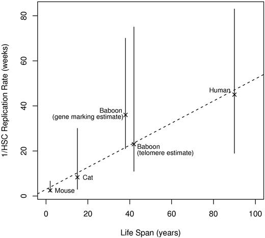 Figure 4. Inverse of HSC-replication rate (1/λ) and range as a function of life span. The dotted line is the best-fitting line to the point estimates. Life spans are approximate; actual values are unknown.17,18