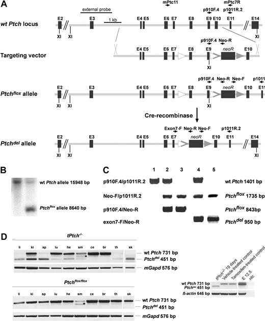 Figure 1. CreERT2-mediated inactivation of Ptch. (A) Part of the wild-type (wt) murine Ptch allele and the targeting vector, which upon homologous recombination generates Ptchflox that harbors loxP sites (△) 5′ and 3′ of exons 8 and 9 as well as a frt-flanked (▲) neomycine resistance cassette in intron 9. Following tamoxifen treatment, Cre-mediated recombination generates the inactivated Ptchdel allele. The external probe used for Southern blot analysis of ES-cell transfectants and primers used for mouse genotyping and amplification of transcripts are indicated (see “Materials and methods” for details). XI indicates XhoI. (B) Using the external probe, Southern blot analysis of XhoI-digested DNA distinguishes wt Ptch and Ptchflox, which give rise to a 15 948- and 8640-bp fragment, respectively. (C) Primer pairs indicated on the left and depicted in panel A identify genomic wild-type Ptch, Ptchflox, and Ptchdel alleles by PCR performed on either mouse tail DNA (lanes 1-3) or DNA preparations from mouse embryos (lanes 4-5). The 1735-bp fragment amplified by the primer pair Neo-F/p1011R.2 identifies all floxed Ptch alleles. Loss of the 843-bp fragment amplified with primers p910F.4/Neo-R demonstrates successful Cre-mediated recombination. (Lane 1) Homozygous wild-type Ptch alleles, (lane 2) heterozygous Ptchflox/+ alleles, (lane 3) homozygous Ptchflox/flox alleles, (lane 4) heterozygous Ptchdel/+, and (lane 5) homozygous Ptchdel/del. (D) Recombination efficiencies in tPtch−/− mice (top panel) and vehicle-treated Ptchflox/floxERT2−/− mice (middle panel) from the indicated organs were analyzed on cDNA-level using primer pair mPtc11/mPtc7R (for location, see panel A). Recombination efficiency in bone marrow (BM) is shown separately (bottom panel). The amplification of a 451-bp fragment indicates transcripts of the Ptchdel allele. The fragment marked by an asterisk results from a normal Ptch splice variant, in which exon 10 is missing.24 Amplification of mGapd or β-actin served as control. cDNA obtained from day-12.5-old embryos (E12.5) served as positive control. li indicates liver; ki, kidney; sp, spleen; lu, lung; he, heart; sm, skeletal muscle; ce, cerebellum; br, brain; th, thymus; sk, skin; and ntc, no template control.