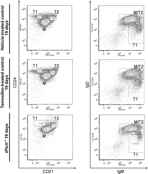 Figure 3. Splenic T1 B cells are lost in tPtch−/− mice. Splenocytes of vehicle-treated Ptchflox/floxERT2+/− or tamoxifen-treated Ptchflox/floxERT2−/− controls and of day-19 tPtch−/− mice were analyzed by flow cytometry using antibodies against B220, CD21, CD24, IgM, and IgD to distinguish T1, T2, and mature (M) B cells. (Left panels) Within the B220-positive fraction, T1 cells are CD24+CD21−, T2 are CD24+CD21+, and mature B cells are CD24lowCD21low. (Right panels) Within the B220-positive fraction, T1 cells are IgMhighIgDlow, T2 cells are IgMhighIgDhigh, and mature B cells are IgMlowIgDhigh/B220+. The number of cells present in each fraction is presented as relative percentage of the total cell number plotted. Data are representative of 4 independent experiments (each experiment consisted of 1 vehicle-treated Ptchflox/floxERT2+/−, 1 tamoxifen-treated Ptchflox/floxERT2−/−, and 1 tPtch−/− mouse).